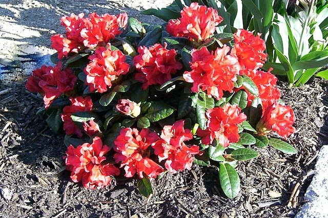 Różanecznik forresta Scarlet Wonder Rhododendron forrestii C2