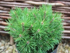 Sosna kosodrzewina Mops Midget Pinus mugo C5