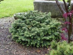 Jodła balsamiczna Nana Abies balsamea C2