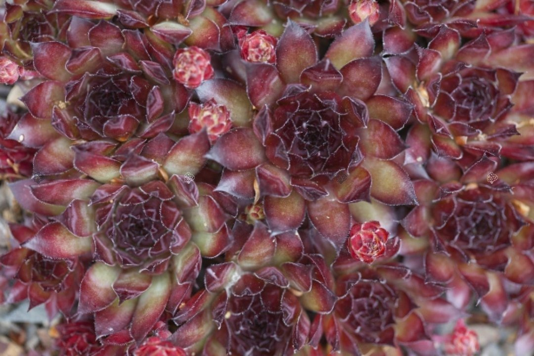 Rojnik Bronco Sempervivum P9