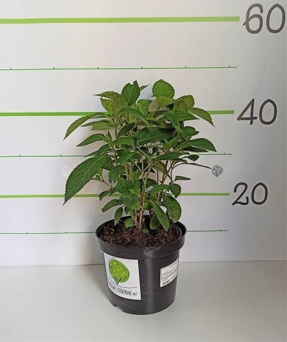Hortensja ogrodowa Masja Hydrangea macrophylla P9