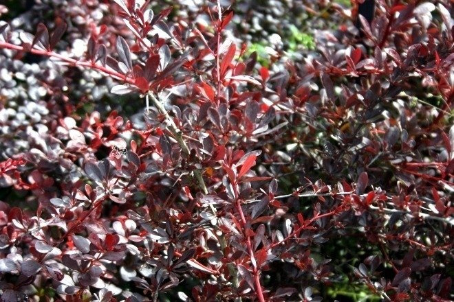 Berberys Thunberga Red Chief Berberis thunbergii