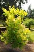 Perukowiec podolski Golden Spirit Ancot PBR Cotinus coggygria C2