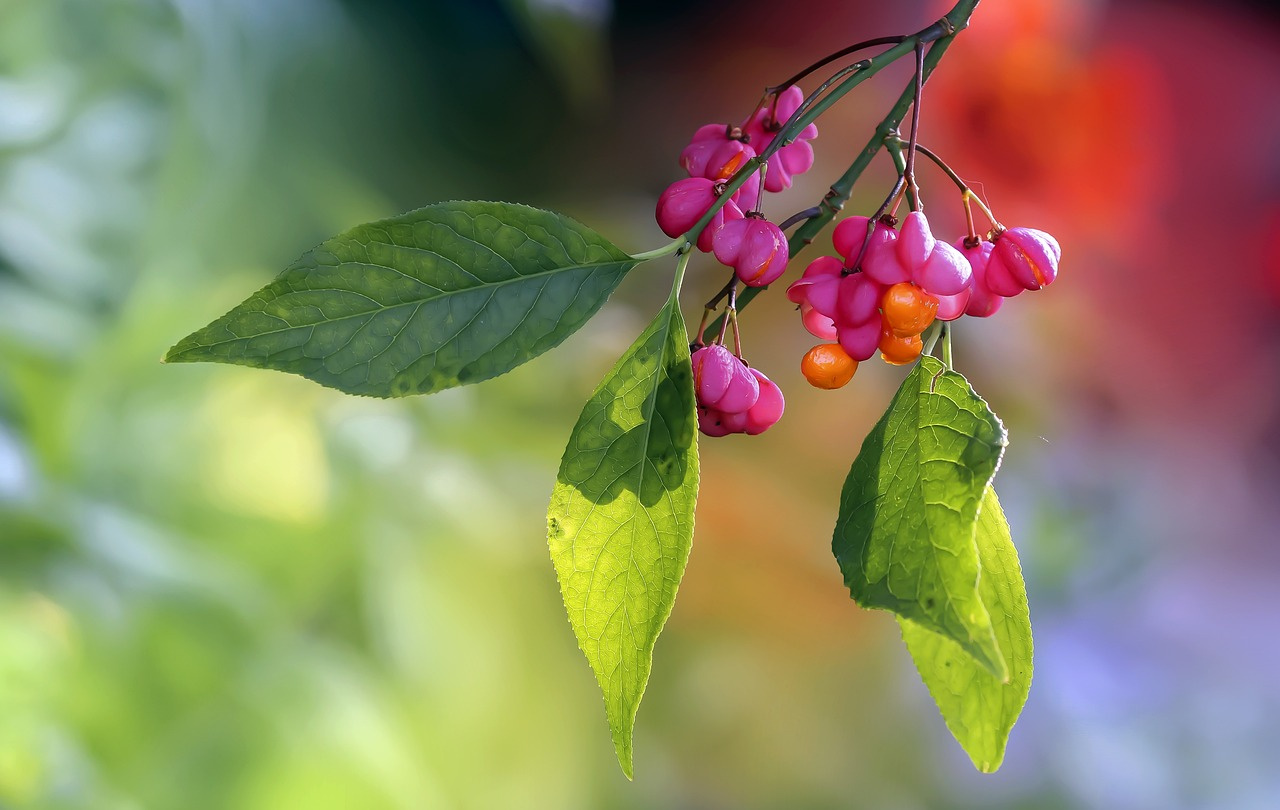 Trzmielina Oskrzydlona Euonymus alatus C5