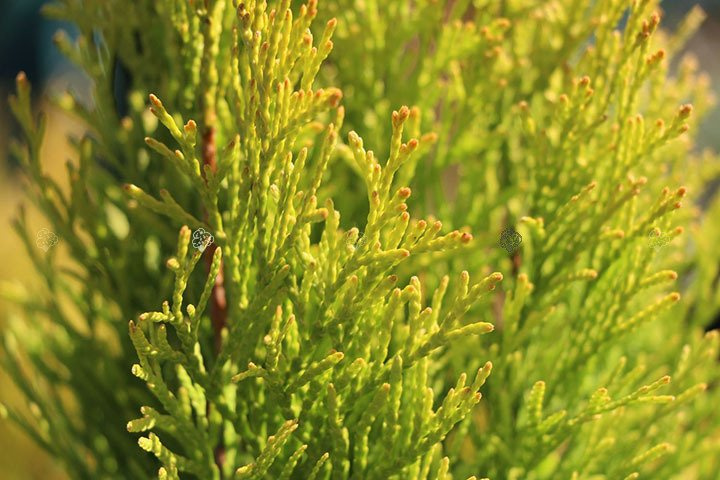 Tuja Janed Gold PBR Thuja occidentalis C2