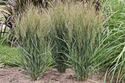 Proso rózgowate Northwind Panicum virgatum C2