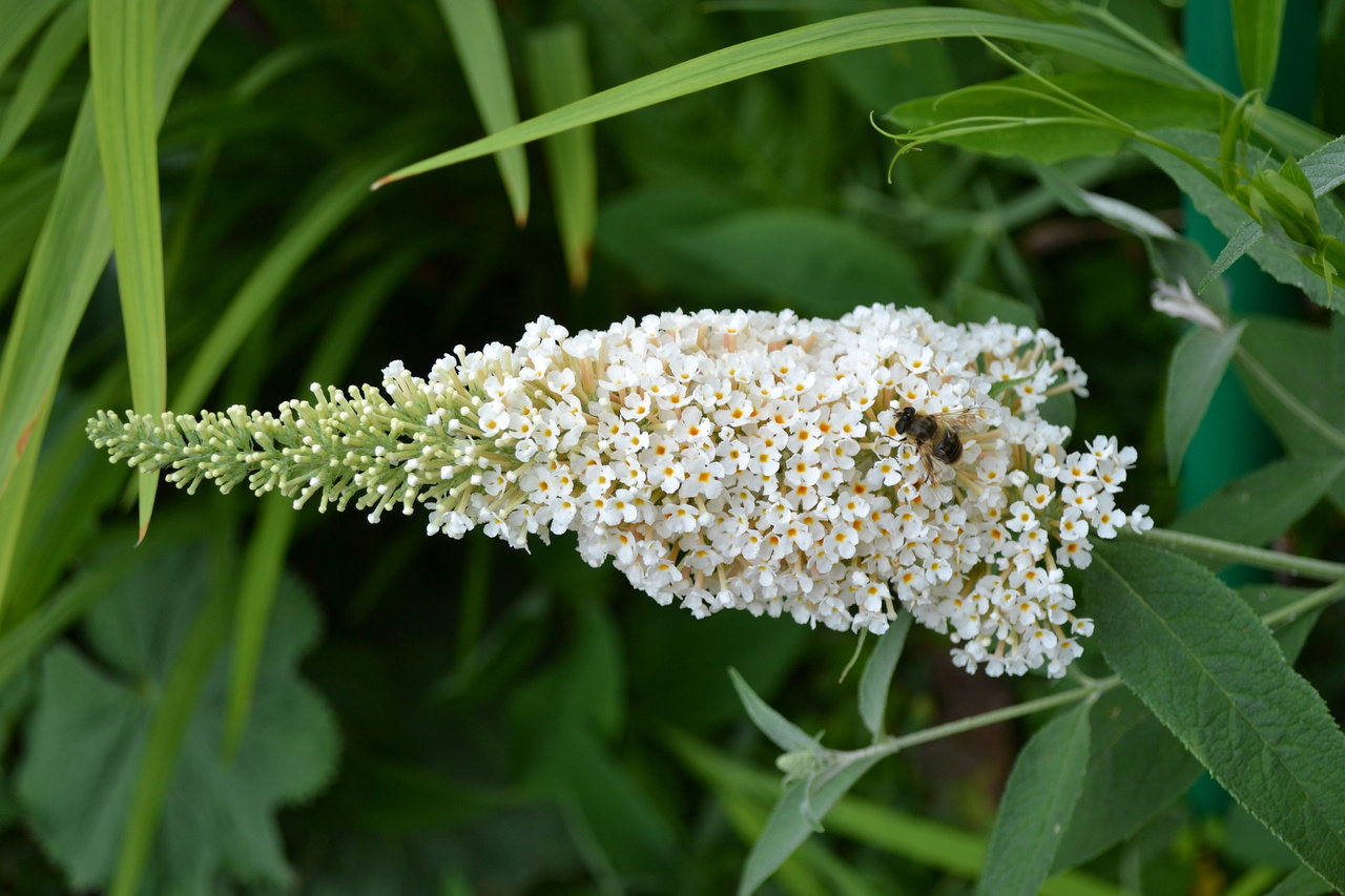 Budleja Davida White Profusion Buddleja davidii C3