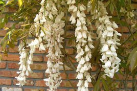 Glicynia chińska Alba Wisteria sinensis C2