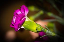 Goździk siny Annette Dianthus gratianopolitanus P9