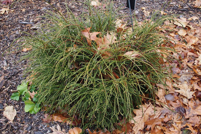 Tuja Whipcord Thuja plicata C2
