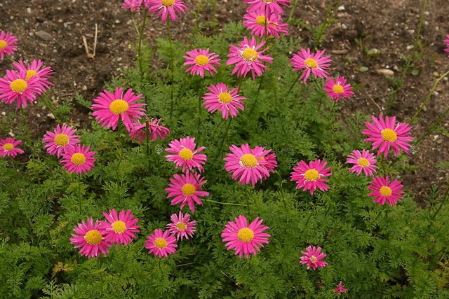 Złocień różowy Chrysanthemum coccineum P9