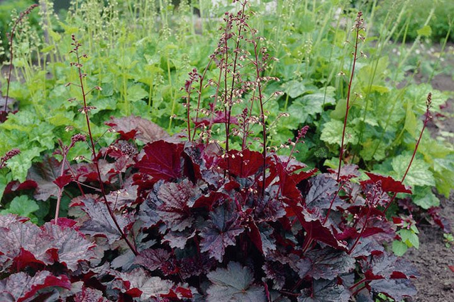 Żurawka Palace Purple Heuchera micrantha C2