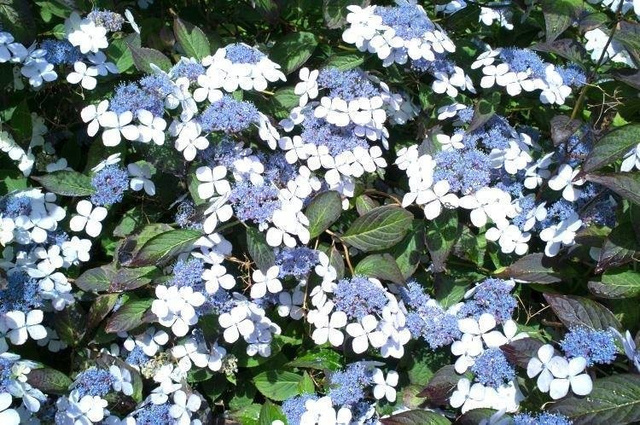 Hortensja piłkowana Bluebird Hydrangea serrata C3