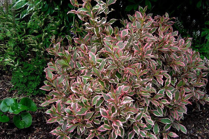 Krzewuszka cudowna Monet PBR Weigela florida C2