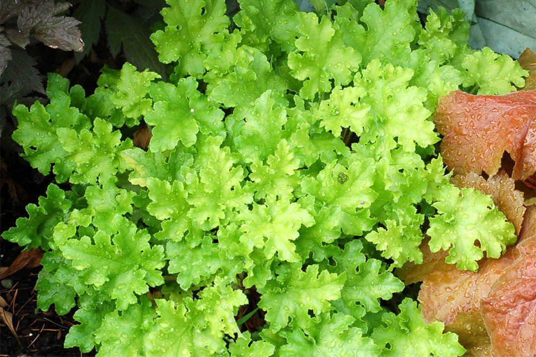 Żurawka Lime Marmalade Heuchera C2