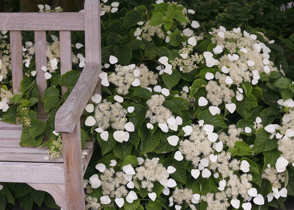 Przywarka japońska Moonlight Schizophragma hydrangeoides C2