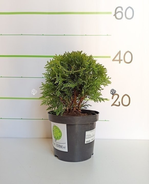Tuja Danica Thuja occidentalis P9