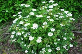 Kalina koralowa Compactum Viburnum opulus C3