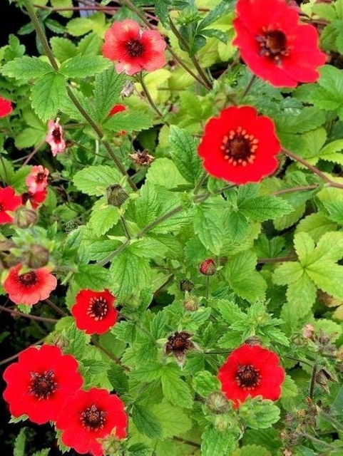Pięciornik krzewiasty Gibson`s Scarlet Potentilla fruticosa P9