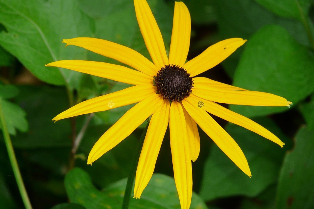 Rudbekia błyskotliwa Rudbeckia fulgida C1,5