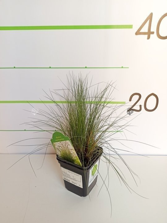 Kostrzewa ametystowa Festuca amethystina P9