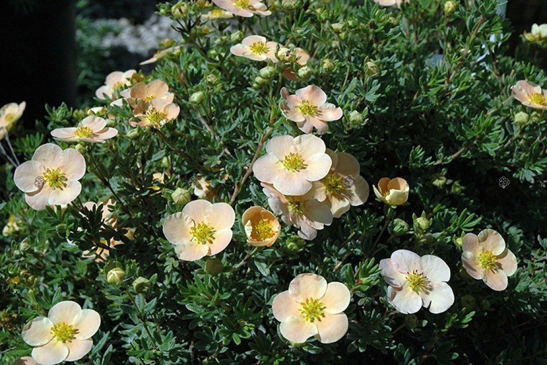 Pięciornik krzewiasty Daydawn Potentilla fruticosa P9