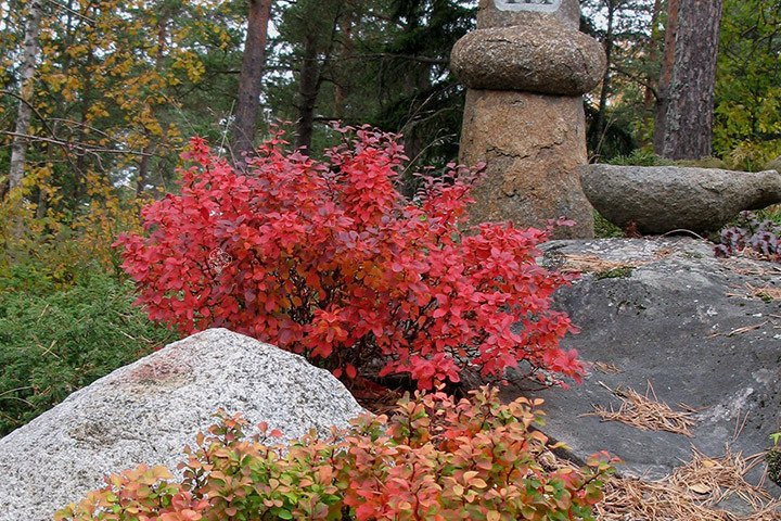 Berberys Thunberga Admiration PBR Berberis thunbergii C2