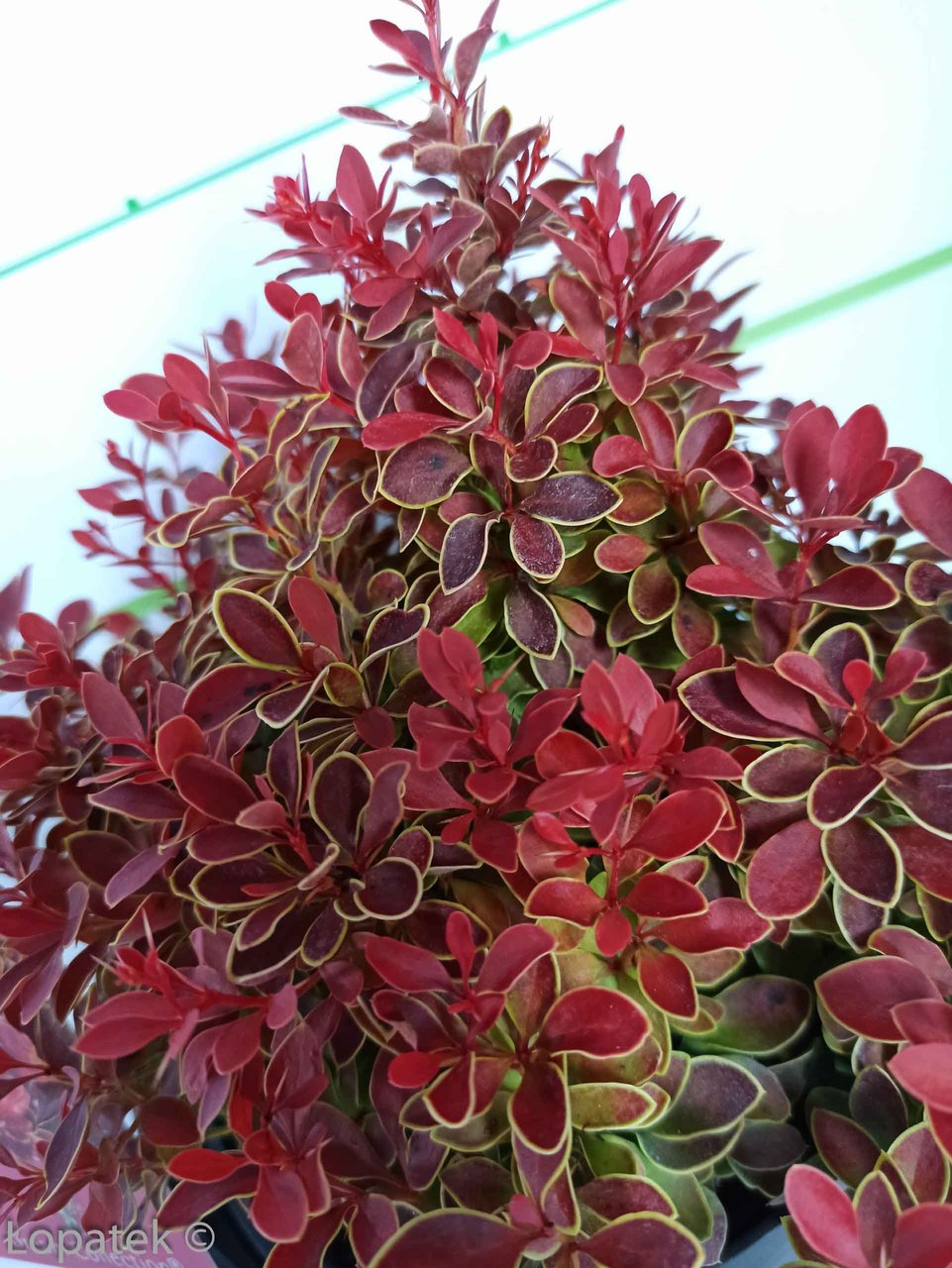 Berberys Thunberga Admiration PBR Berberis thunbergii C5