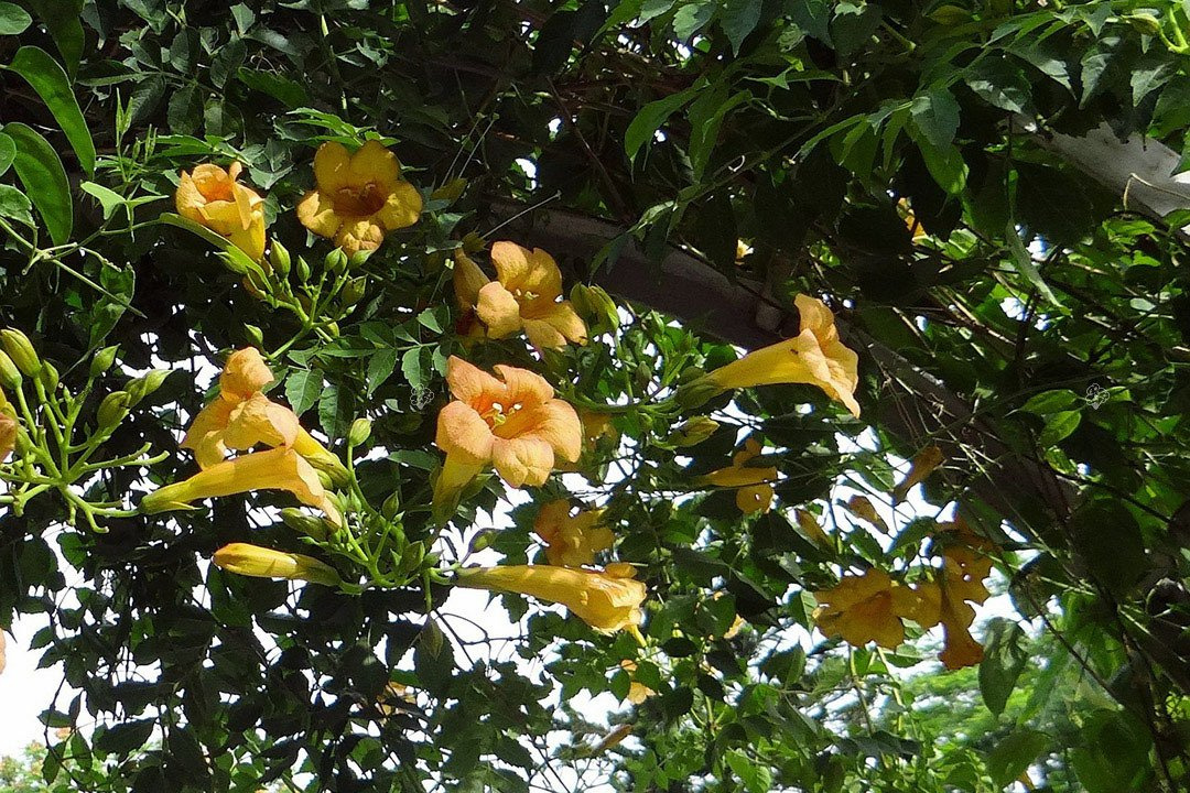 Milin amerykański Flava Campsis radicans C2