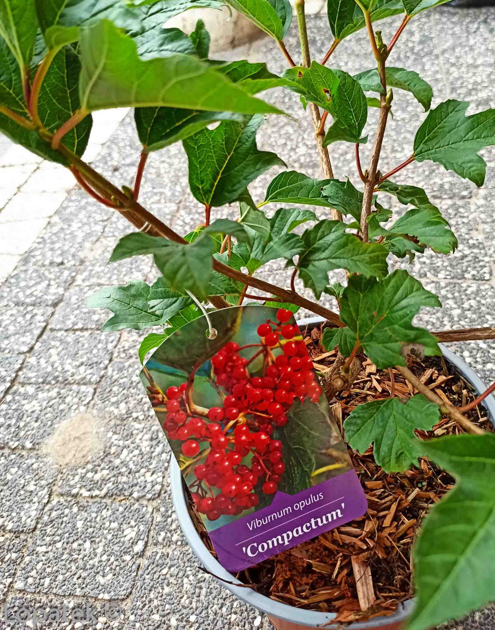 Kalina koralowa Compactum Viburnum opulus C2