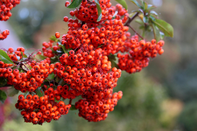 Ognik szkarłatny Red Cushion Pyracantha coccinea P9