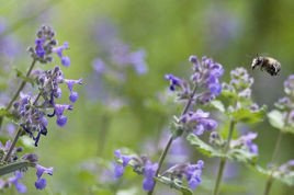 Kocimiętka Faassena Walker's Low Nepeta faassenii P9