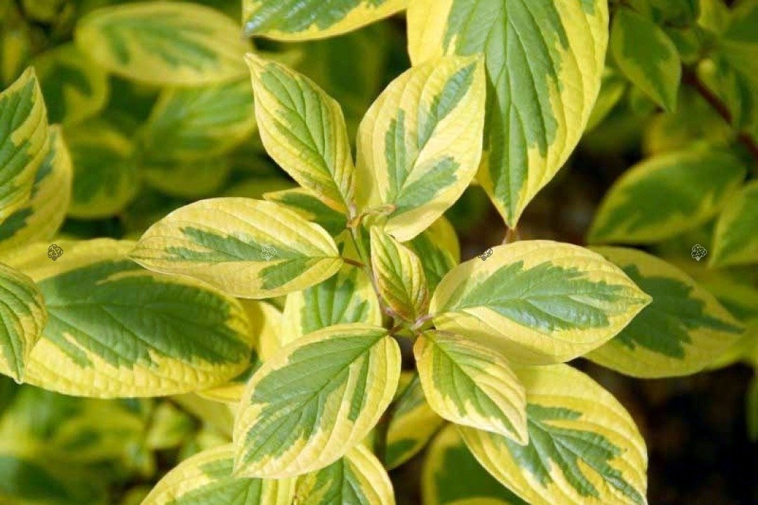 Dereń biały Spaethii Cornus alba P9