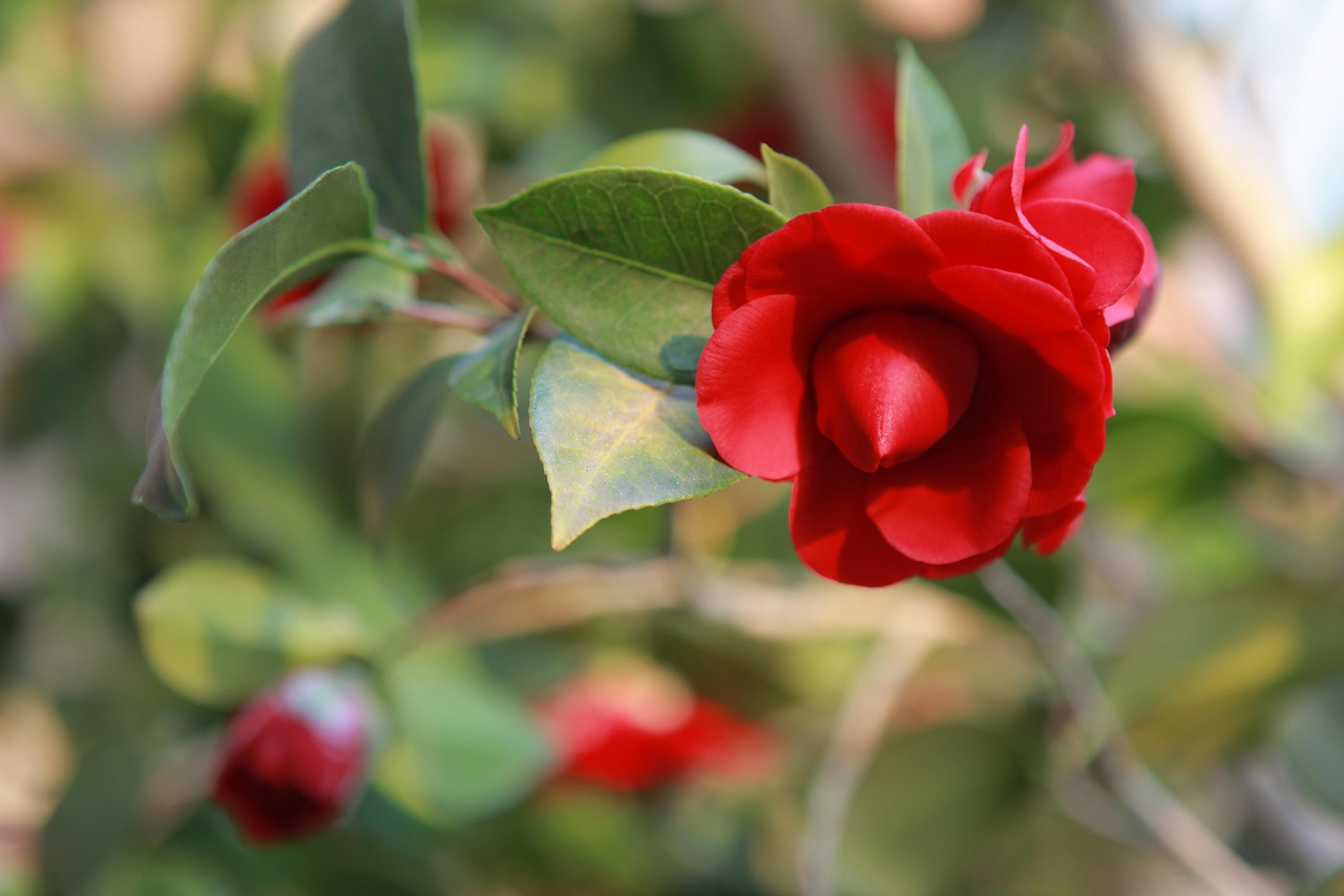 Kamelia japońska Black Lace Camellia japonica P9