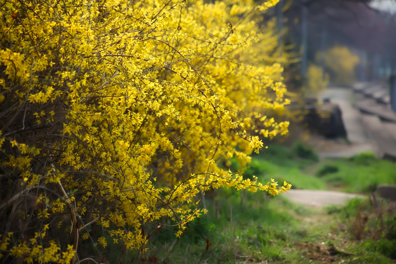 Forsycja Goldrausch Forsythia C3