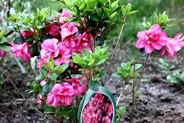 Azalia japońska Babuschka PBR Rhododendron obtusum C2