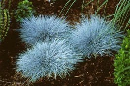 Kostrzewa sina Elijah Blue Festuca glauca P9