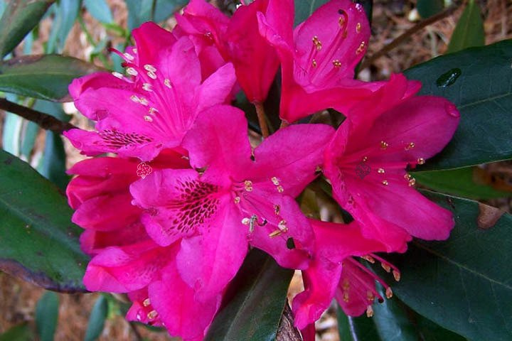 Różanecznik katawbijski Nova Zembla Rhododendron catawbiense C2