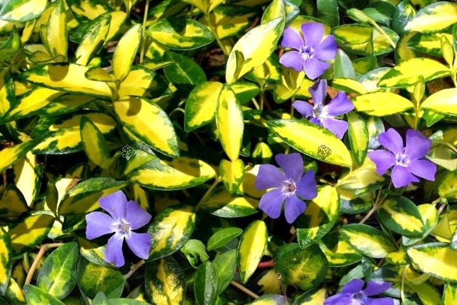 Barwinek pospolity Illumination Cahill Vinca minor P9