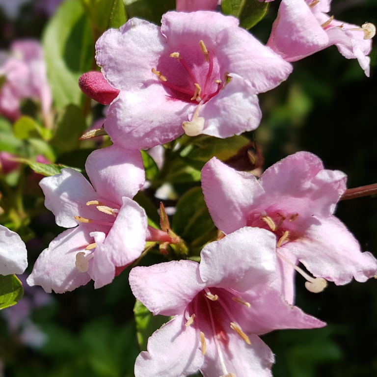 Krzewuszka cudowna Nana Variegata Weigela florida C2