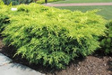 Jałowiec Pfitzera Mordigan Gold Juniperus pfitzeriana C5