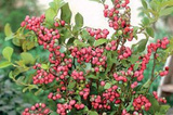 Borówka amerykańska Pink Lemonade Vaccinium corymbosum C2