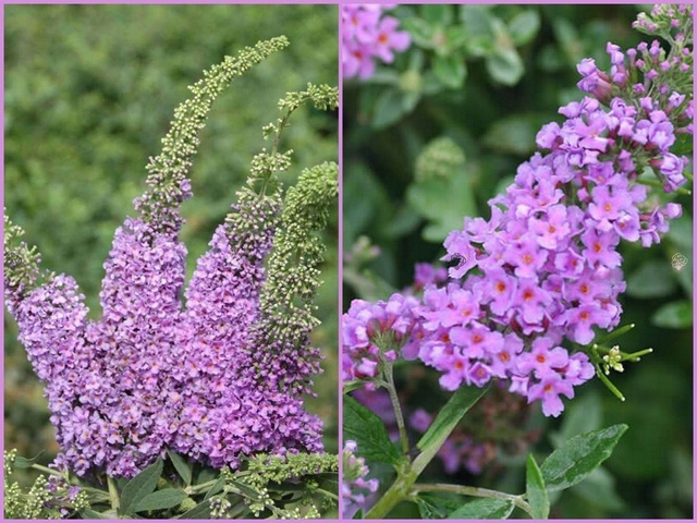 Budleja Lilac Chip PBR Buddleja C5