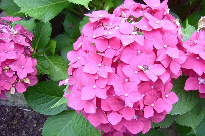 Hortensja ogrodowa Hornli Hydrangea macrophylla C5