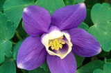 Orlik ogrodowy Jewel Blue Aquilegia hybrida P9