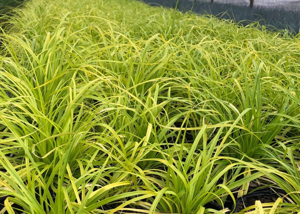 Turzyca oszimska Everillo Carex oshimensis C3