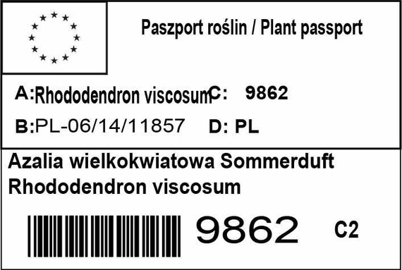 Azalia wielkokwiatowa Sommerduft Rhododendron viscosum