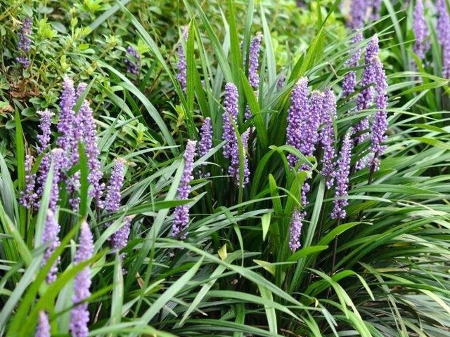 Liriope szafirkowata Big Blue Liriope muscari C2