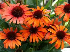 Jeżówka Orange Skipper Echinacea C2