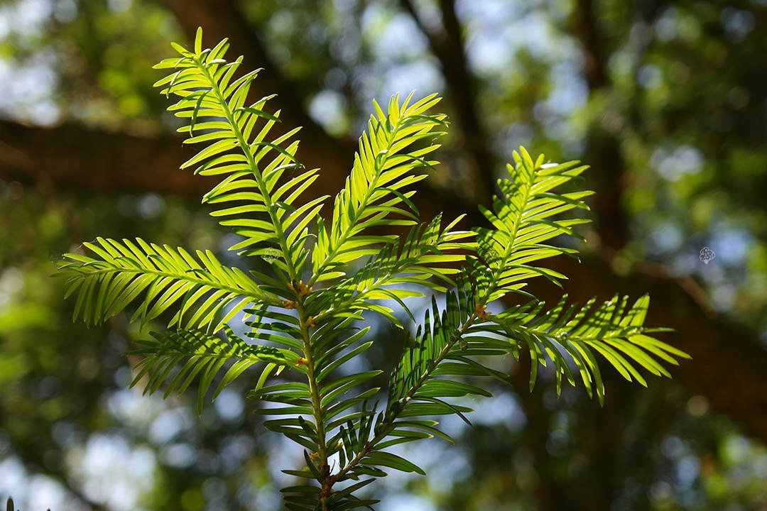 Cis pośredni Hillii Taxus media C5